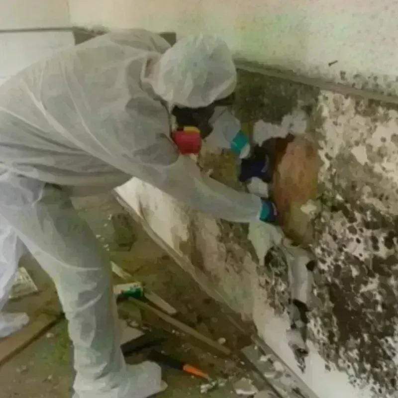 Mold Remediation and Removal in Union Hall, VA